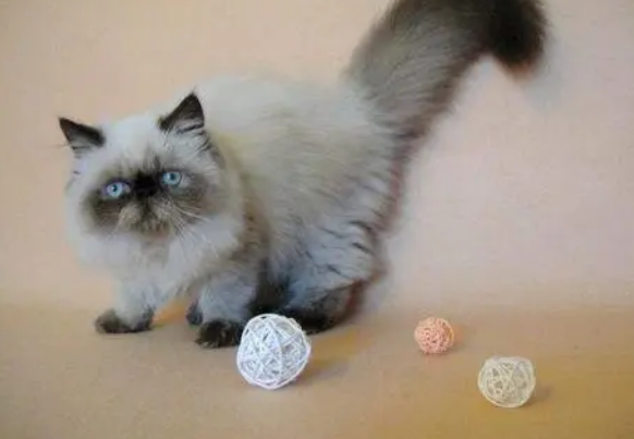 喜马拉雅猫骨折怎么办？要及时治疗