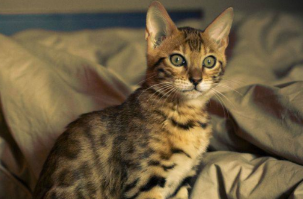今日看点：孟加拉豹猫性格怎么样？