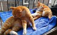 母猫上下两个孔哪个是