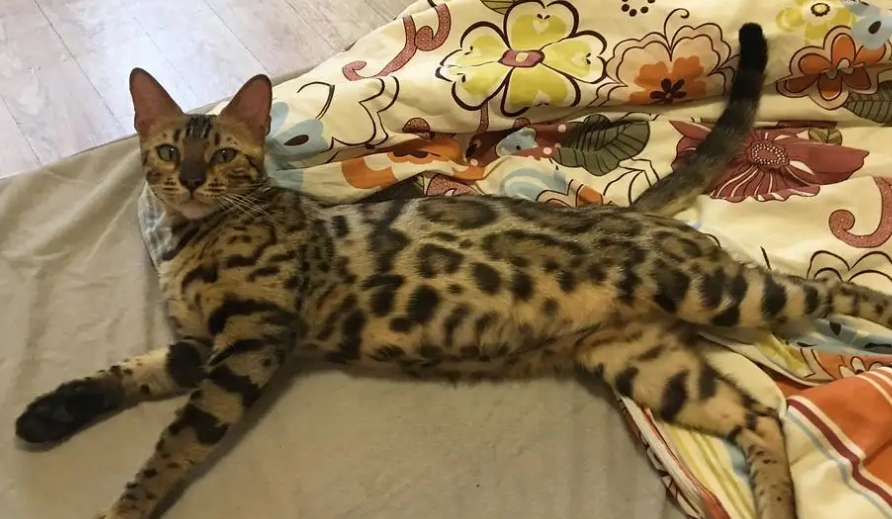 豹猫花纹的介绍，你还不知道吗？