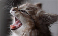 猫神经受损会自愈吗