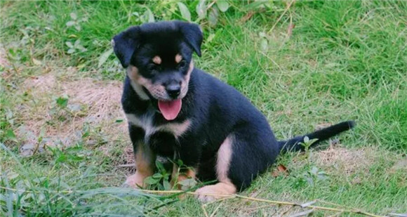 田园犬是什么狗？为您解答