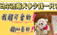 公主范儿十足的马尔济斯犬多少钱一只