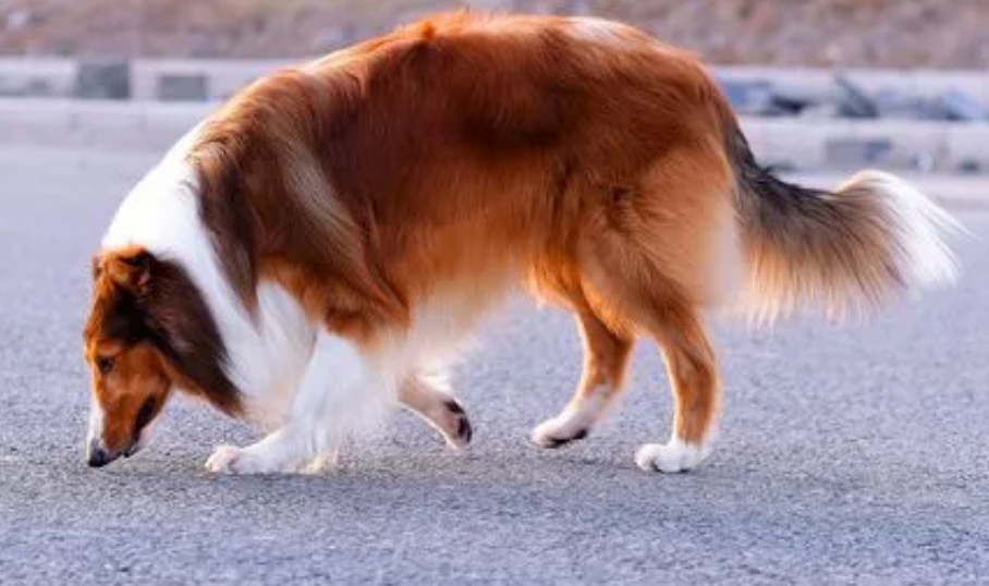 苏格兰牧羊犬毛发怎么打理？该如何照顾呢？