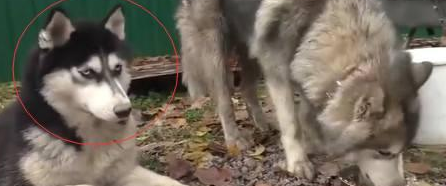 哈士奇把母狼搞了,宝宝出生后长这样! 哈士奇把母狼搞了,宝宝出生后长这样!