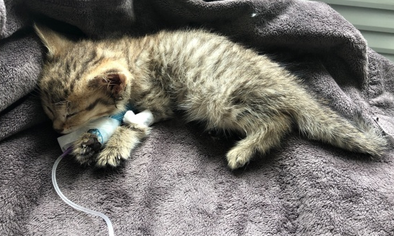 得了猫瘟的猫睡觉姿势