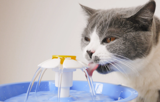 猫喝水咳嗽是什么原因导致的