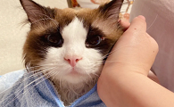 猫为什么不给吹干？是什么原因？