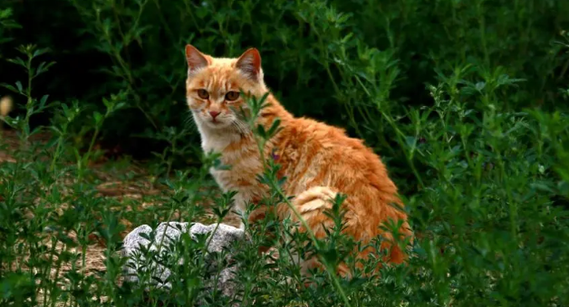 专门吓猫的声音