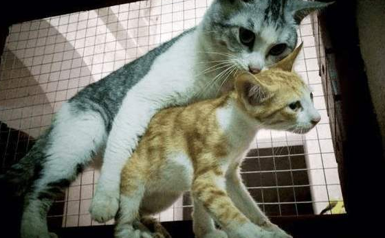 雄猫为什么要咬猫咪脖子呢 雄猫为什么要咬猫咪脖子呢
