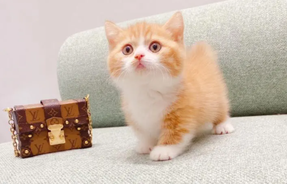 矮脚猫有什么遗传病？这篇文章给你答案！