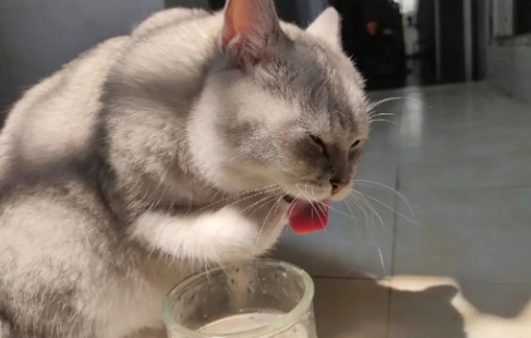 猫喝水就呛水什么原因