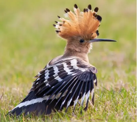 头上带冠子的鸟图片