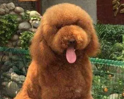 巨贵犬怎么看品相？怎么挑选好的巨贵？