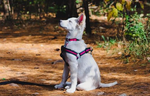 土松犬是中华田园犬吗？一起来了解下吧