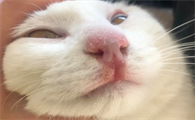 猫咪为什么会鼻子里长泡