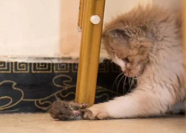 不叫的猫会抓老鼠