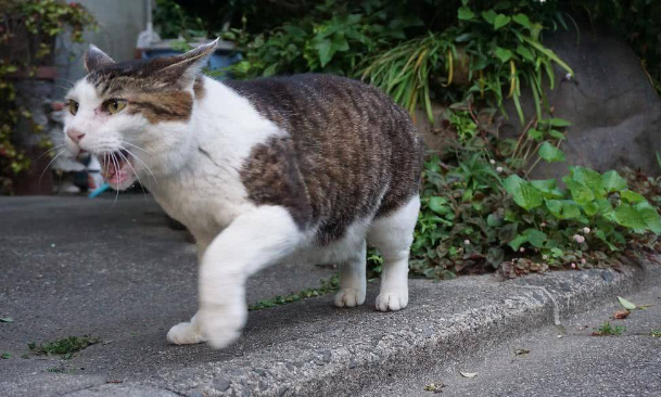 猫能在野外生存吗