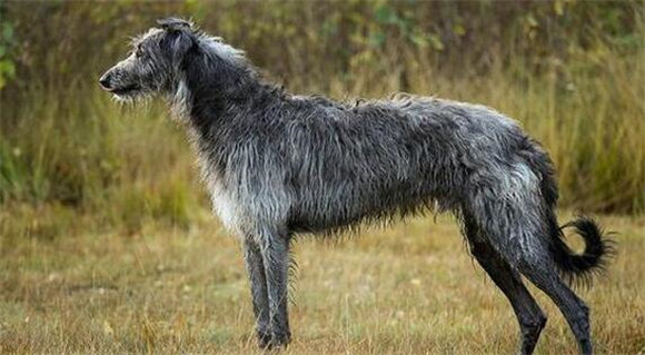 苏格兰猎鹿犬毛发怎么护理？收下这份干货