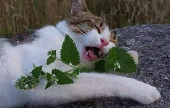 猫喜欢石榴叶的原因是什么