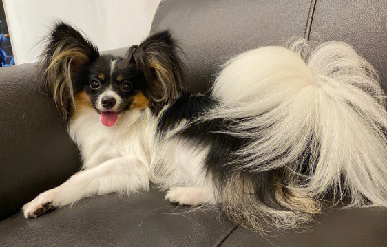 蝴蝶犬怎么修毛?这里有方法 蝴蝶犬怎么修毛?这里有方法