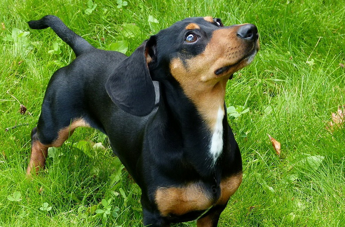 腊肠犬得了犬瘟热怎么办?速来看看~ 腊肠犬得了犬瘟热怎么办?速来看看~