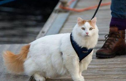 如何辨别土耳其梵猫？速速来了解一下！