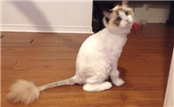 猫的毛为什么不会一直长下去