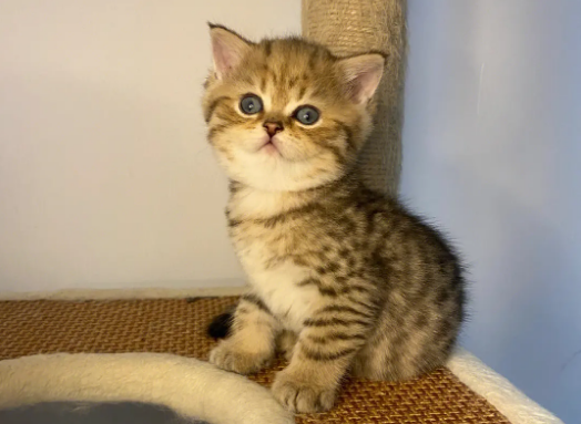 金虎斑跟蓝猫配出来啥样