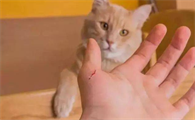 被猫爪子抓伤出血会得狂犬病啊