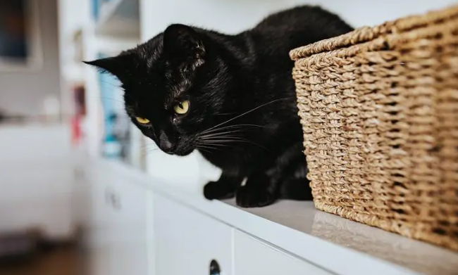 为什么猫咪都怕黑猫呢 为什么猫咪都怕黑猫呢