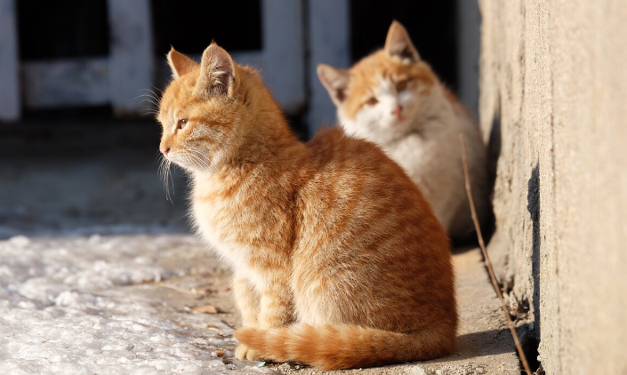 怎么跟流浪猫示好 怎么跟流浪猫示好