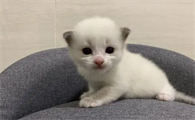 小奶猫眼屎怎么清理的好？这些方法值得收藏~