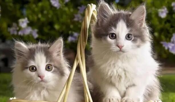 小猫的脑子有多大