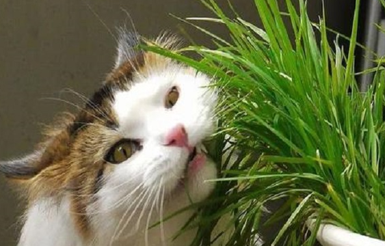什么植物对猫无害