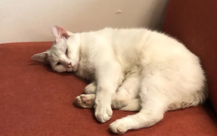 猫咪喜欢背人睡是为什么 猫咪喜欢背人睡是为什么