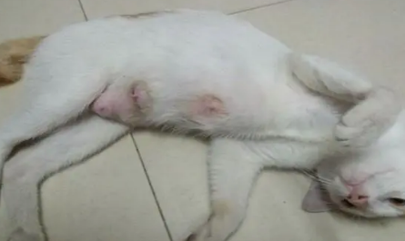 为什么猫咪会乳腺增生