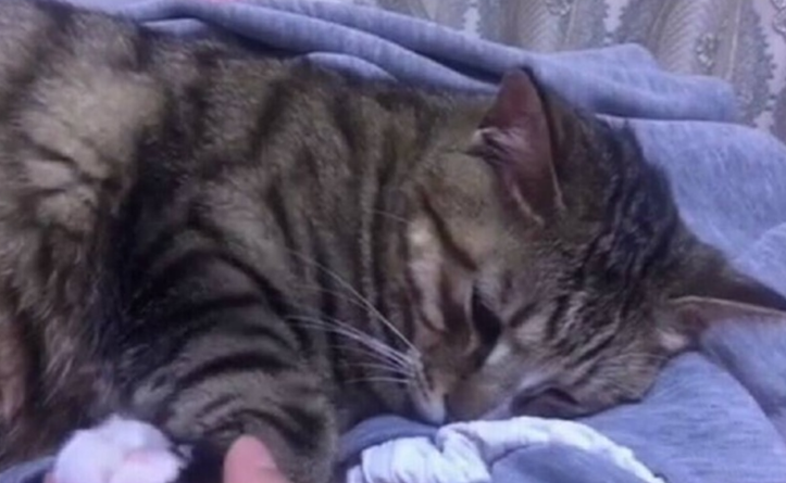 猫咪爱钻垫子下是为什么呢