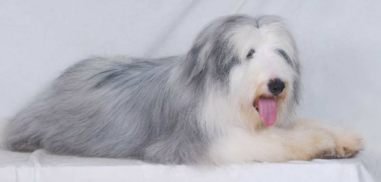 波兰低地牧羊犬抽搐怎么办？不及时处理后果将不堪设想