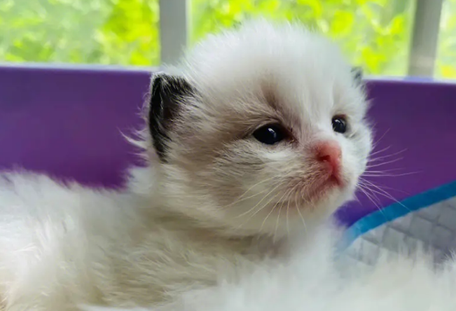 一文告诉你，小奶猫不吃猫粮怎么办？
