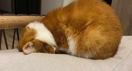 猫咪为什么突然埋头睡觉的原因