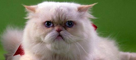 波斯猫繁殖什么品相?该如何挑选? 波斯猫繁殖什么品相?该如何挑选?