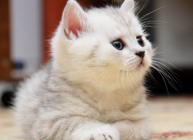 猫咪对人的信任分等级