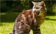 猫咪为什么夜里老叫