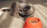 英国短毛猫吃猫粮图片