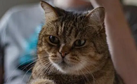 养猫小知识：猫为什么一直看人？