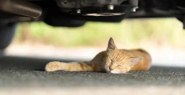 猫咪为什么在车底下睡觉呢