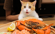 猫为什么爱吃海鲜