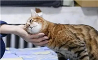 猫咪用头拱我是什么意思啊