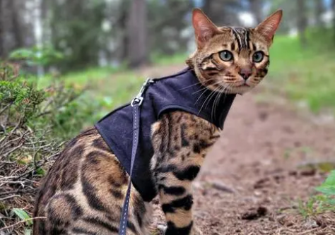 豹猫认主人的表现是什么？想养的人来看看吧